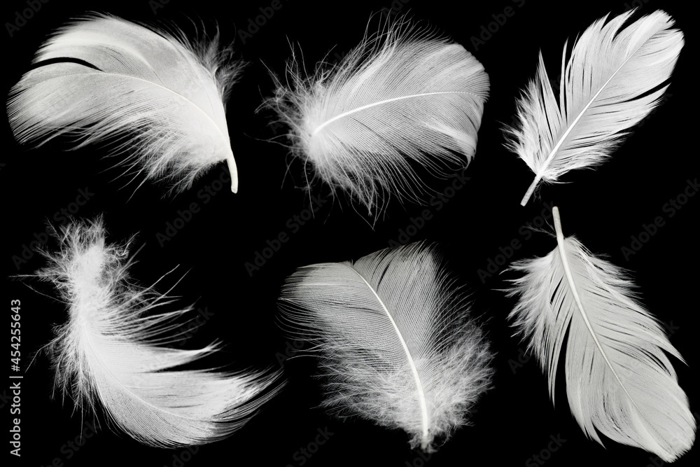 Obraz premium Group white feather isolated on black background