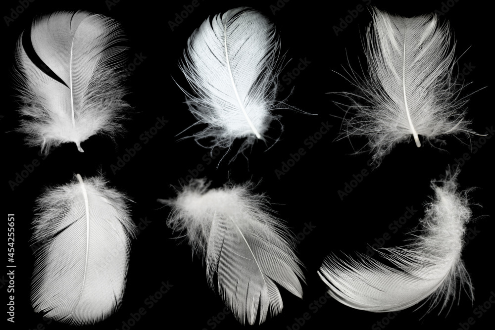Obraz premium Group white feather isolated on black background