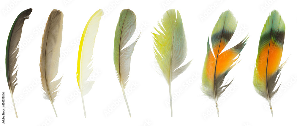 Beautiful collection feather isolated on white background