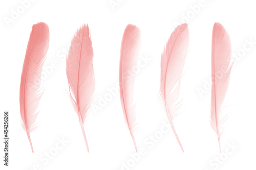 Beautiful collection light pink feathers isolated on white background © nadtytok28