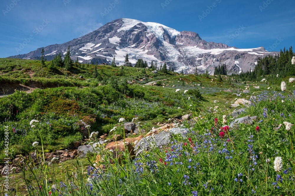 View of Mount Rainier during the summer. Mount Rainier has snow on it and is surrounded by wild flowers in bloom.