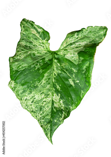syngonium mojito holland leaves on white background photo