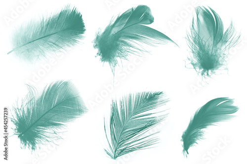 Beautiful collection dark green colors tone feather isolated on white background ,trends color