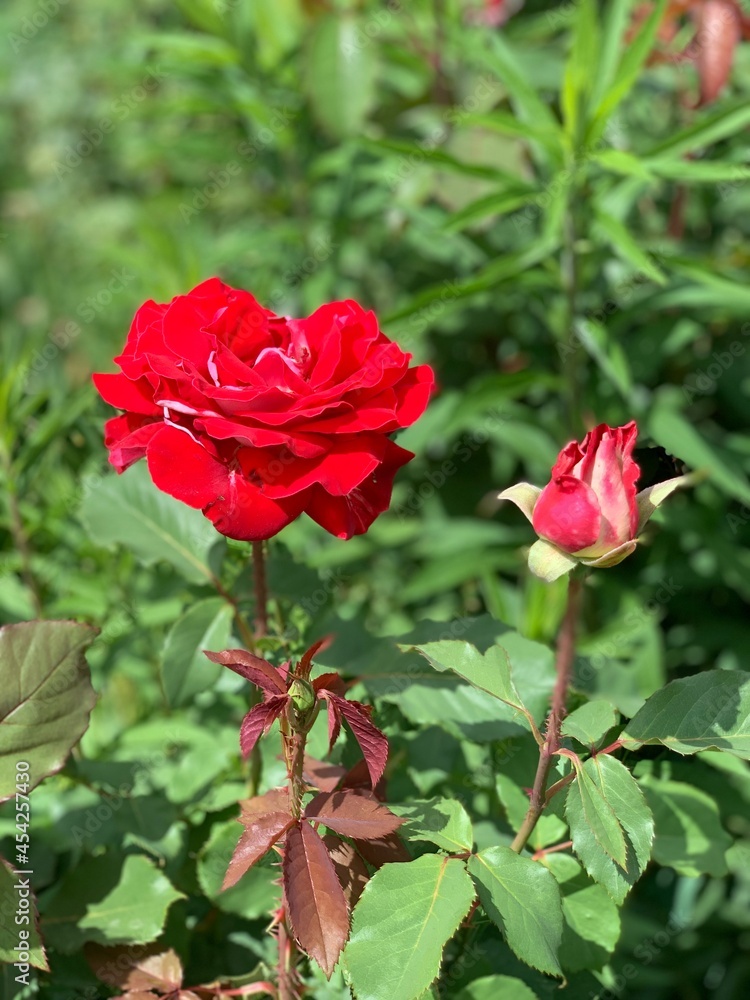 red rose