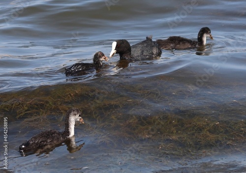 Eurasian coot (common coot, Fulica atra) family feeding. Parent gives algae to juvenile bird. Adult Australian coot and baby chick interaction. Waterbirds offsprings brood. Motherhood and care concept photo