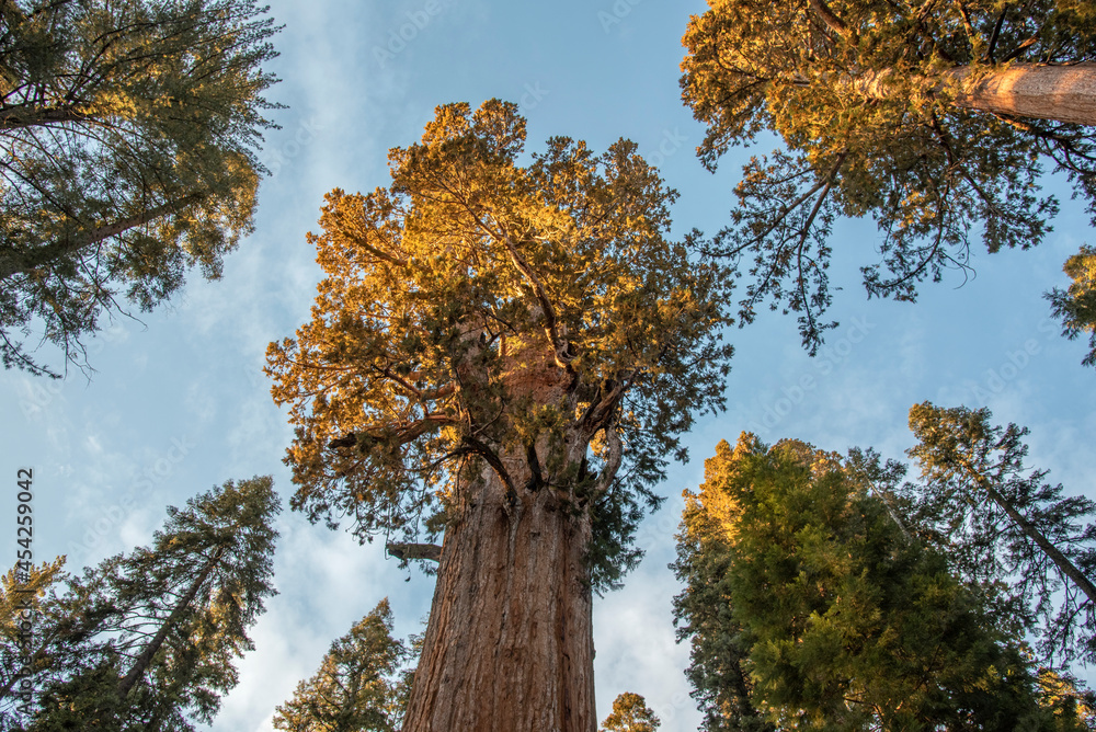 Crown on General Sherman - the largest tree in the world at Sequoia ...