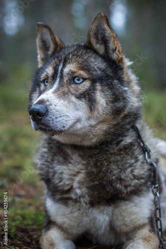 a real sleddog boss vibes with blue eyes wolf look alike in finland racing dog siberian husky