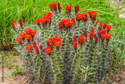 Red Orange Flowers Claret Cup Cactus photo