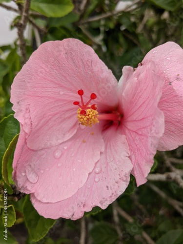 A tropical pink hibiscus bloom with raindrops