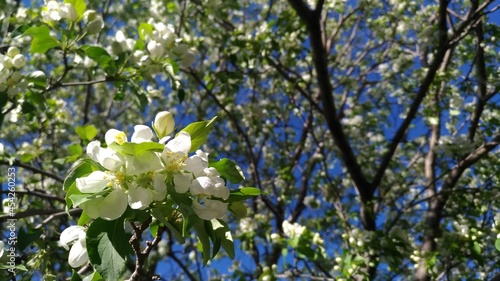 Blooming tree with white blossoms in springtime against a bright blue sky