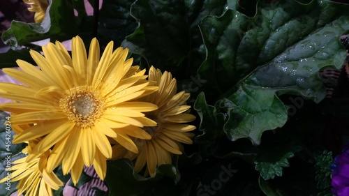 pale yellow Gerber daisies in an arrangement