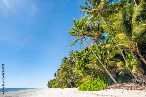 Palm trees lining the beach on a blue sky day.