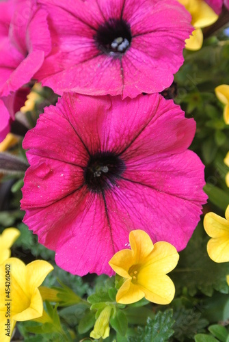 bright fuchsia petunia with little yellow flowers