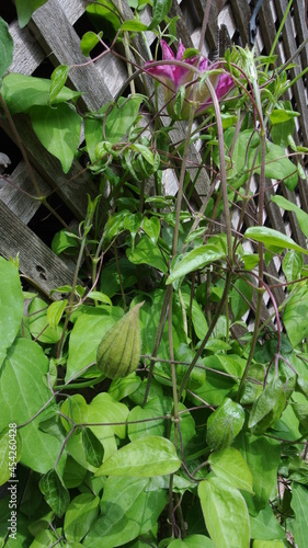 Flower buds and blooms on a wooden lattice in a garden