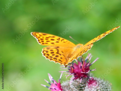 Schmetterling auf einer Blume 