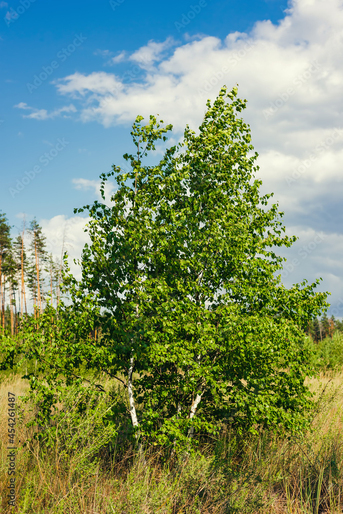 summer birch tree on rural background