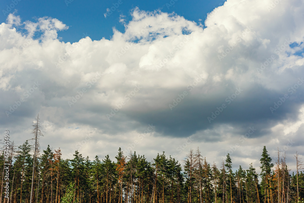 large white cloud over a coniferous forest. thunderstorm is gathering large white cloud over a coniferous forest. thunderstorm is gathering