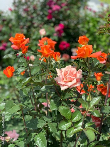 flowers in the garden