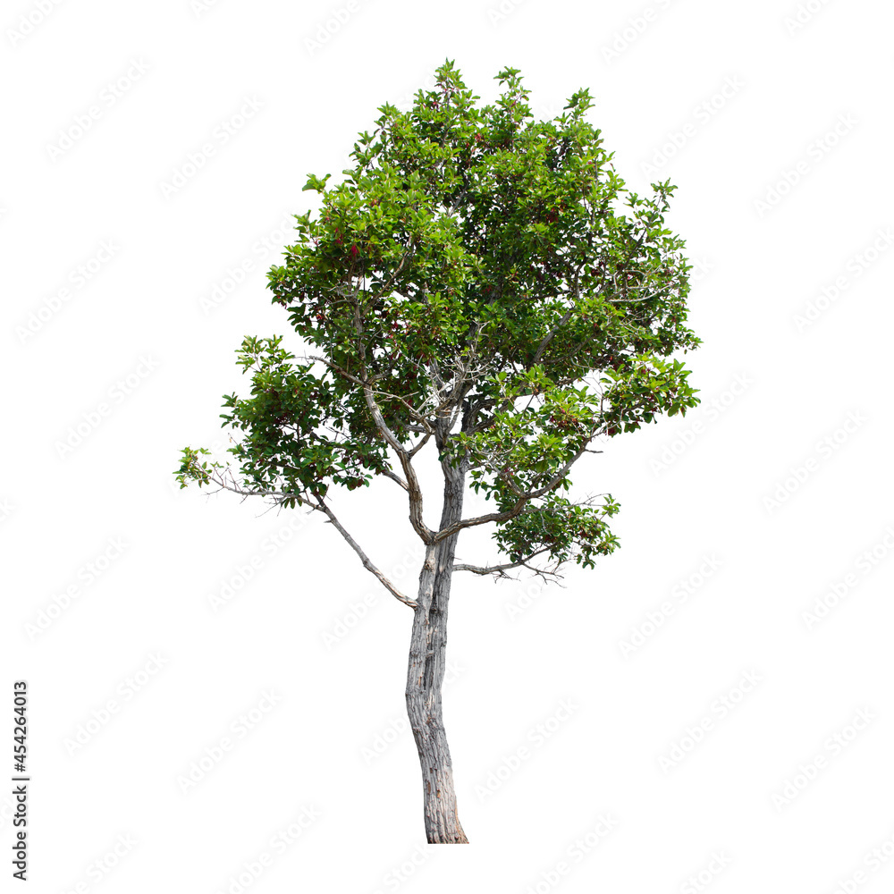 Obraz premium tree isolated on white background.
