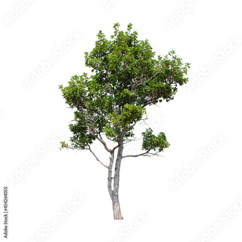 tree isolated on white background. photo