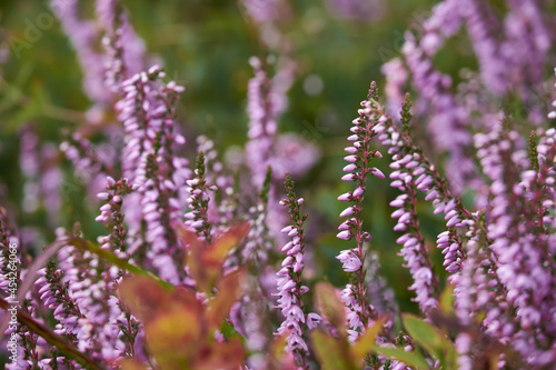 Blooming heather close-up. Macro photo with shallow depth of field.