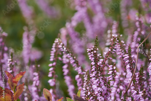Blooming heather close-up. Macro photo with shallow depth of field.