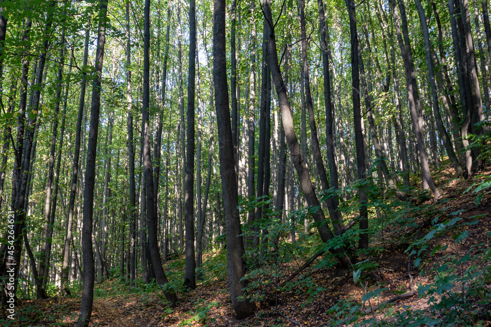 Naklejka premium Forest on a hillside on a sunny summer day