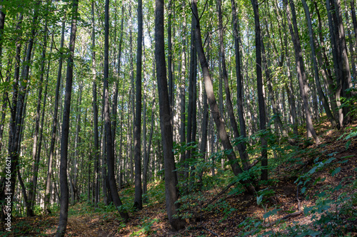 Forest on a hillside on a sunny summer day © Svetlana