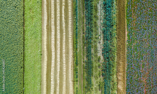 Aerial drone image of fields with diverse crop growth based on principle of polyculture and permaculture - a healthy farming method of ecosystem photo
