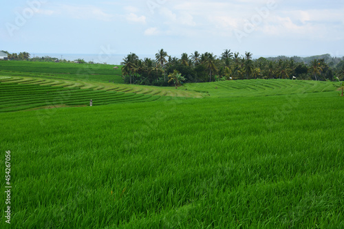 Green rice fields in Soka Village, Tabanan Regency, Bali Province, Indonesia