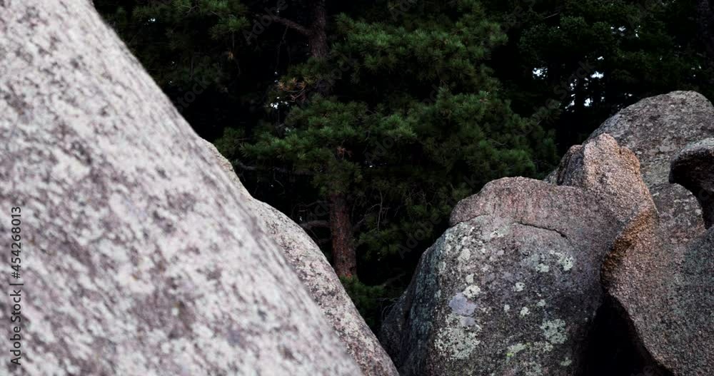 Macro Of Large Rocks Along With Green Tall Trees. close up Macro Of Large Rocks Along With Green Tall Trees. close up