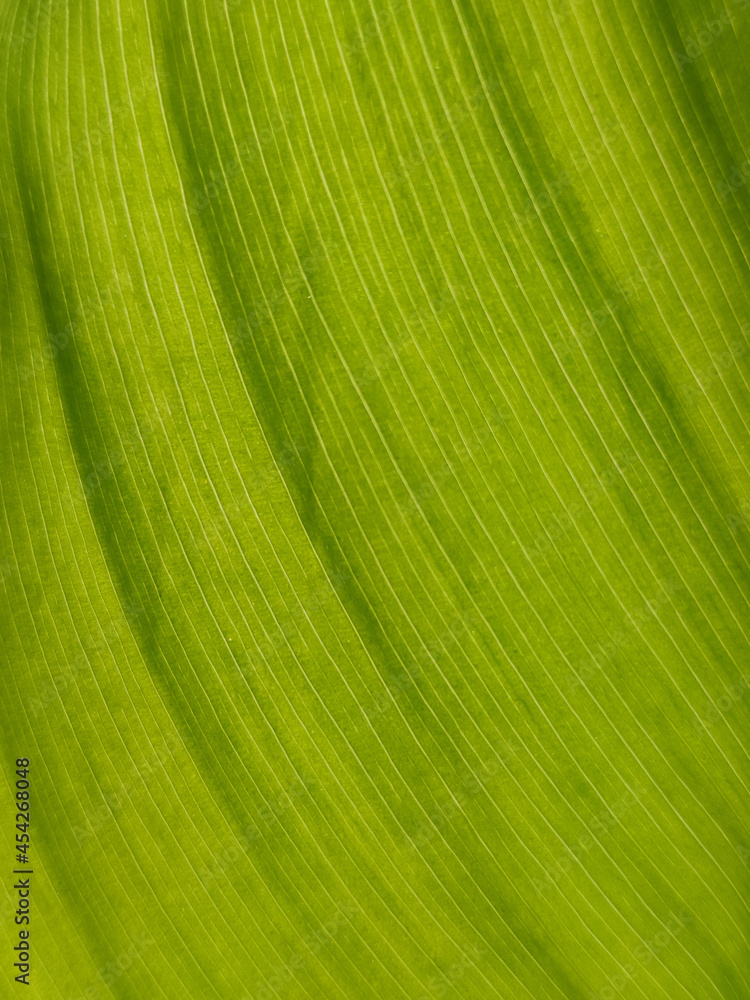 Mahogany Green leaves bush in a garden plant outdoors in the park. Close-up leaves on a tree. Cinnamon Fern nature background floral wallpaper Bright lighting sun rays detailed texture Mahogany Green leaves bush in a garden plant outdoors in the park. Close-up leaves on a tree. Cinnamon Fern nature background floral wallpaper Bright lighting sun rays detailed texture