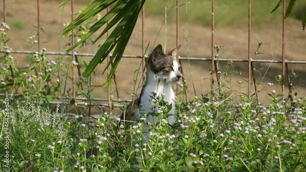 Fototapeta premium the cat is among the flowering grasses, hiding a little and seeing something move