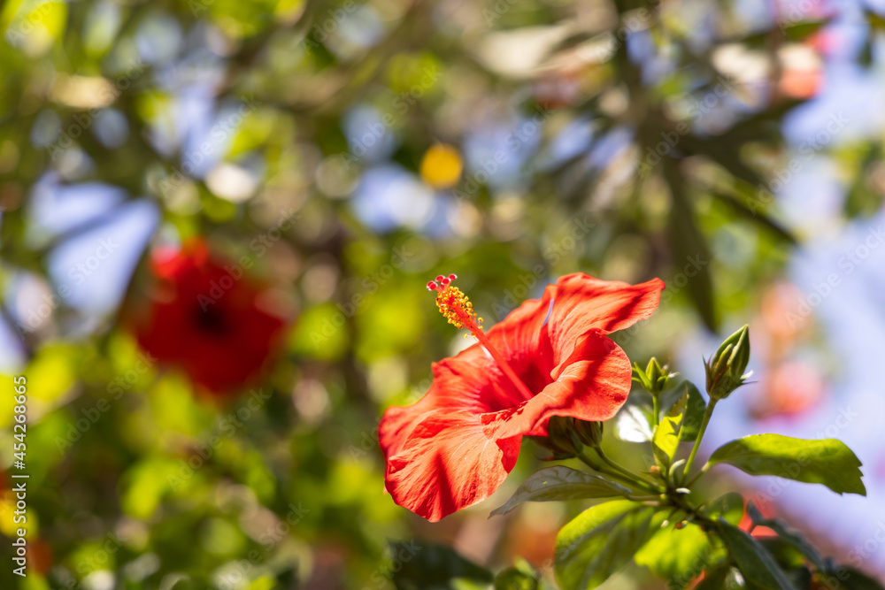 beautiful red flower in the nature beautiful red flower in the nature