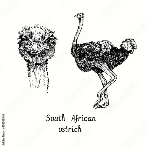 South African ostrich head front view and standing side view. Ink black and white doodle drawing in woodcut style illustration