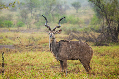 Greater Kudu standing in a thundershower in the Kruger Park, South Africa