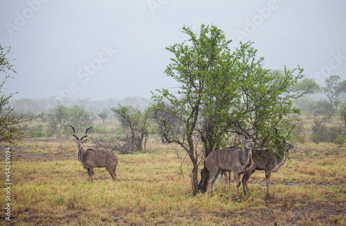 Greater Kudu standing in a thundershower in the Kruger Park, South Africa