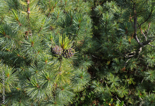 An immature cones of Siberian dwarf pine (Pinus pumila), Magadan region, Russian Far East