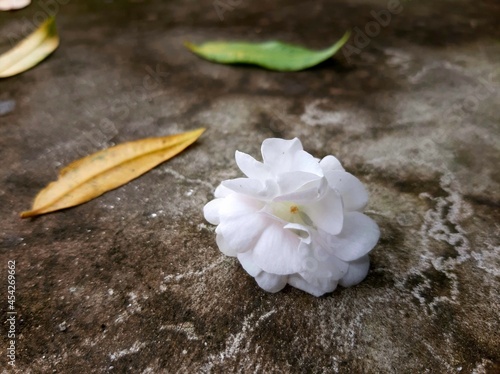 white flower on the stone