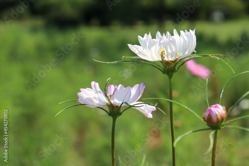 秋桜 コスモス 鮮やか 秋 白い 花畑  美しい グリーン 綺麗　かわいい  ガーデン