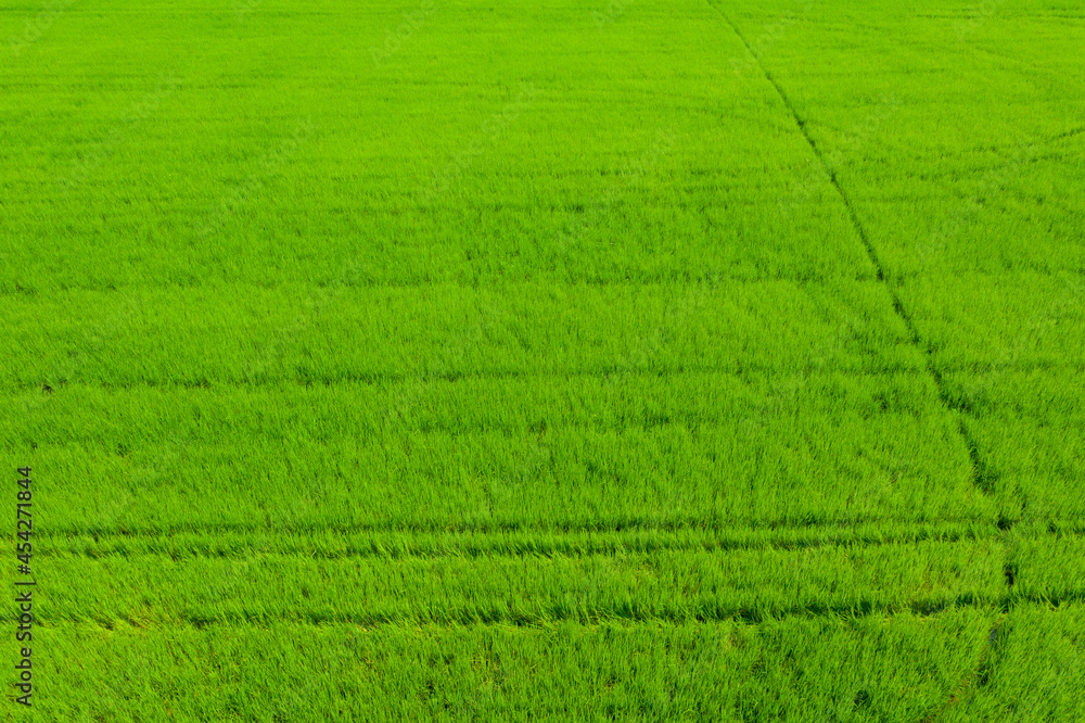 Field rice with landscape green pattern nature background
Field rice with landscape green pattern nature background