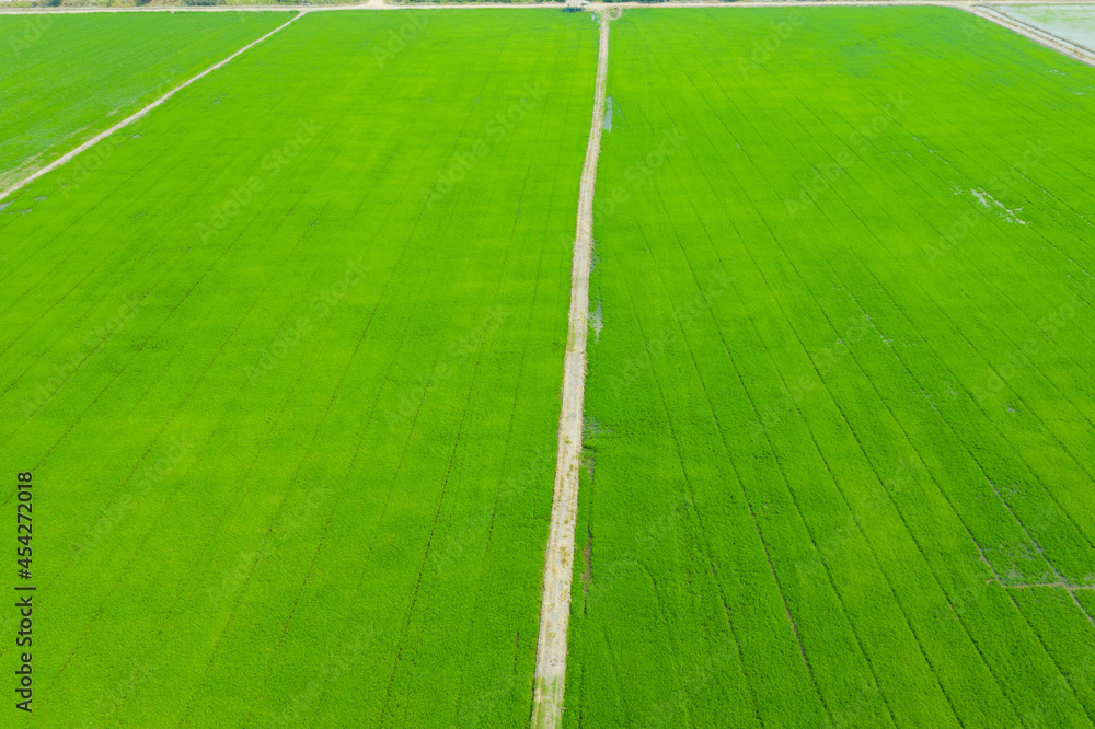 Obraz premium Field rice with landscape green pattern nature background