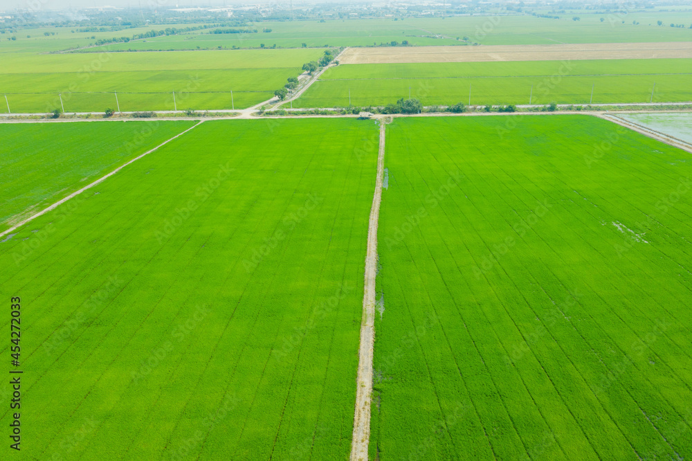 Fototapeta premium Field rice with landscape green pattern nature background 