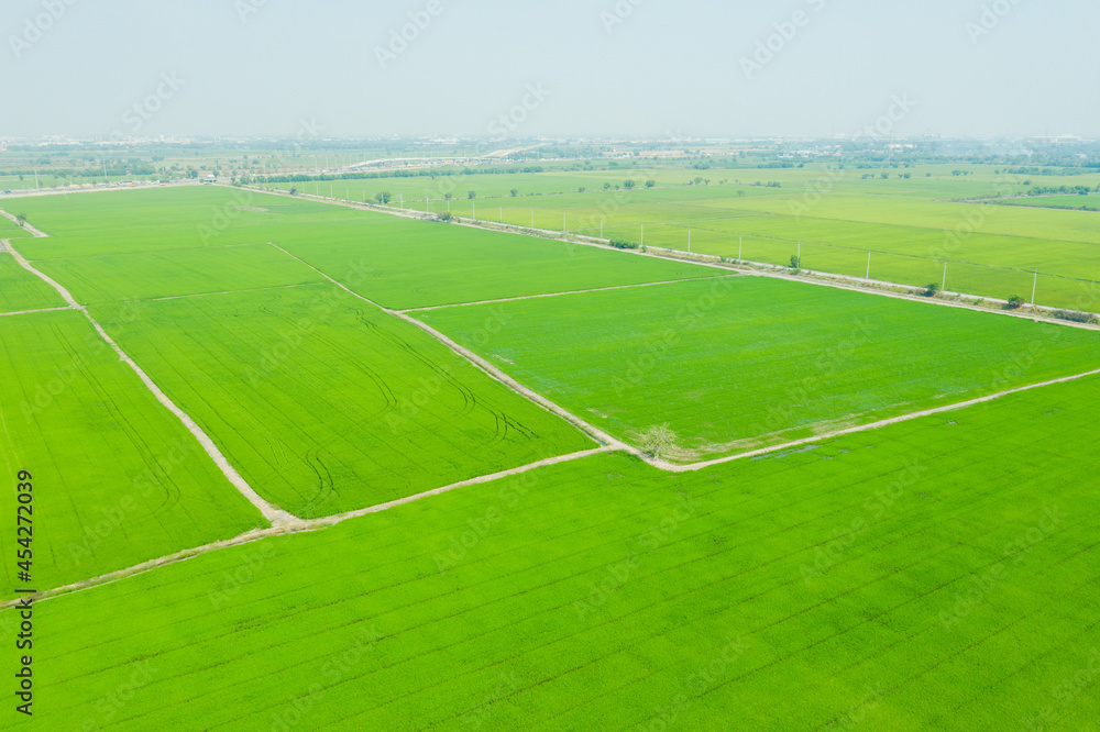 Field rice with landscape green pattern nature background
