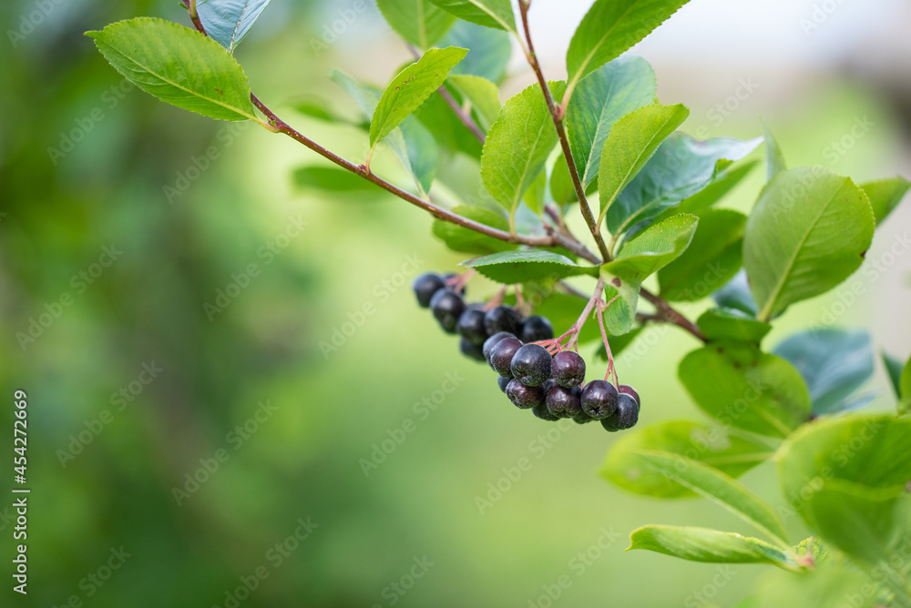 Aronia Beeren