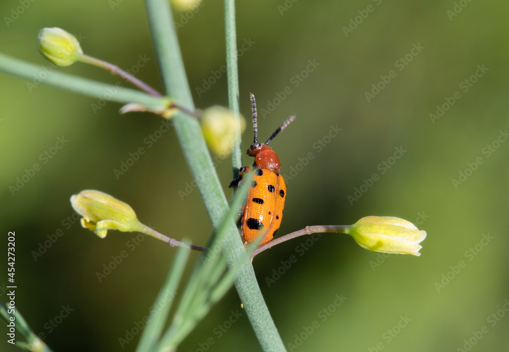 a ladybug is sitting on a favorite plant a ladybug is sitting on a favorite plant