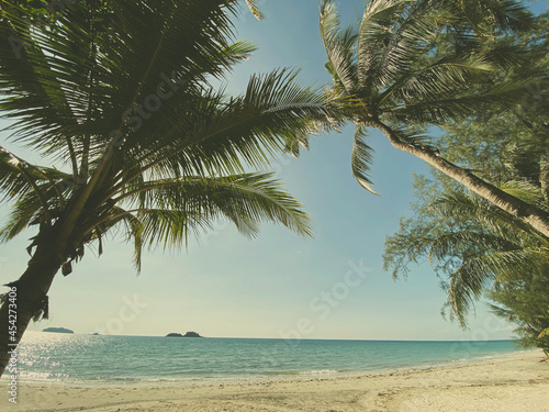 nice tropical with blue sky  palms tree  green leave  