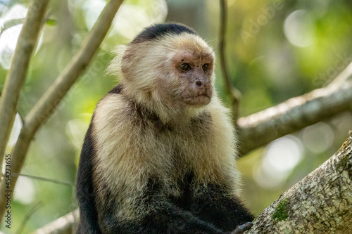 White-faced capuchin monkey in the forest near Puerto Viejo, Caribbean coast, Costa Rica