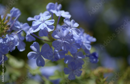 Flowering blue Plumbago auriculata, cape leadwort natural macro floral background