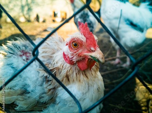 Cuadro en lienzo sick white hen behind the fence